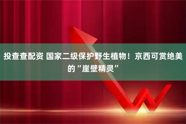 投查查配资 国家二级保护野生植物！京西可赏绝美的“崖壁精灵”
