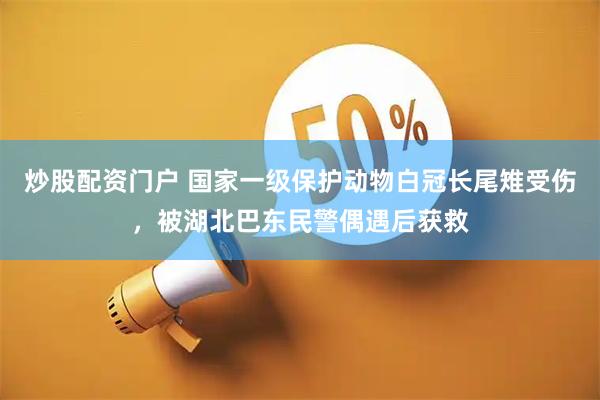 炒股配资门户 国家一级保护动物白冠长尾雉受伤，被湖北巴东民警偶遇后获救